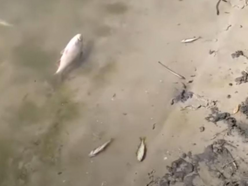 Чиновники официально подтвердили массовую гибель рыбы в реке Россошь