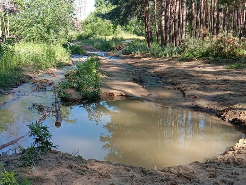 Северный лес в Воронеже затопило канализационными стоками