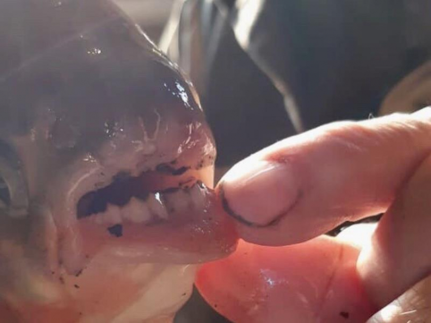 Пугающую рыбу с человеческими зубами поймали в Воронежском водохранилище