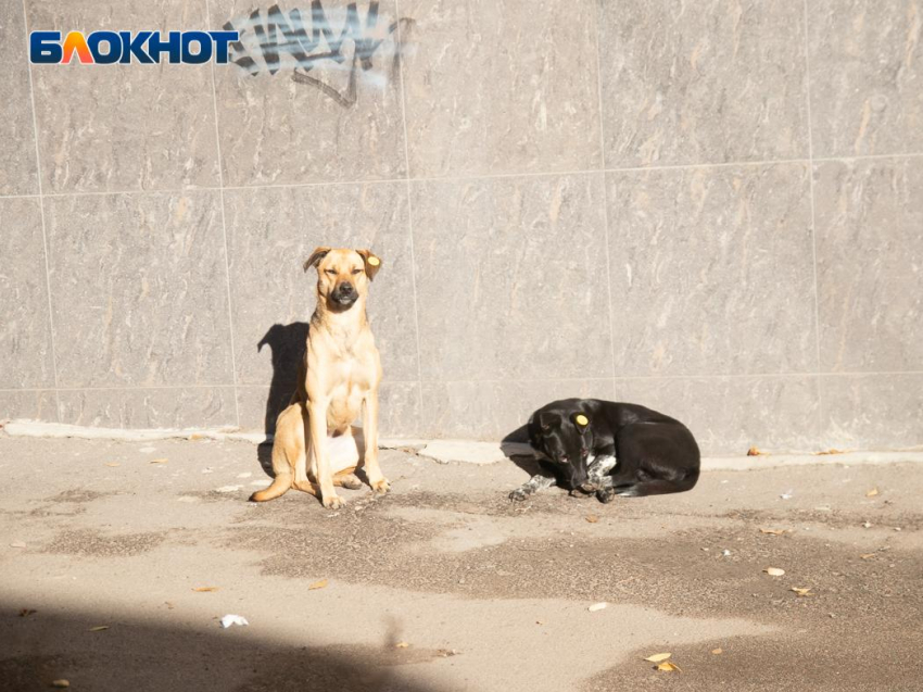 В Воронеже появится около 5 приютов для бездомных животных