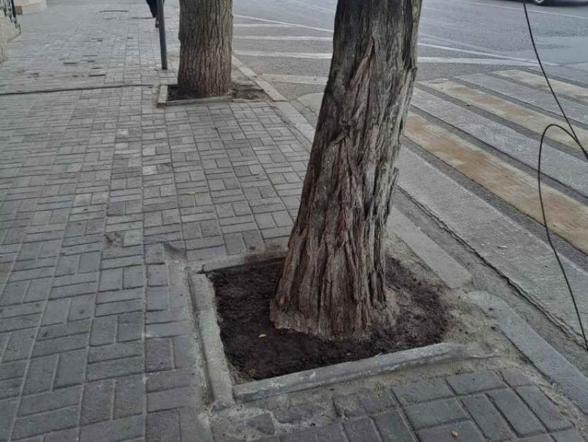 Что случилось с залитыми цементом деревьями в центре Воронежа