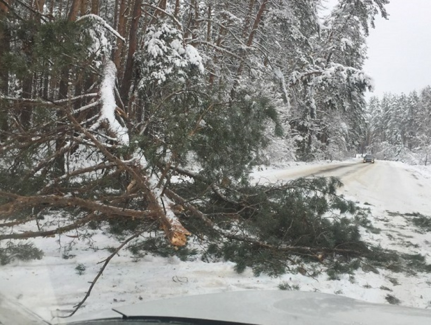Упавшее в Воронеже дерево перекрыло дорогу в Сомово 