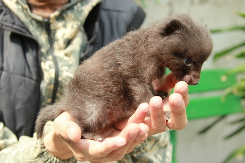В Воронеже опубликовали фото новорожденной чернобурой лисички 