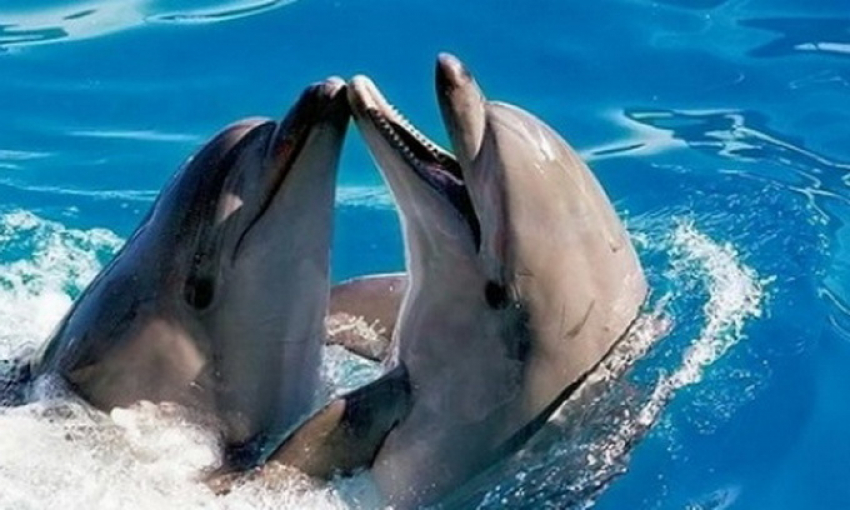 В Воронеже перед Новым годом откроется дельфинарий 