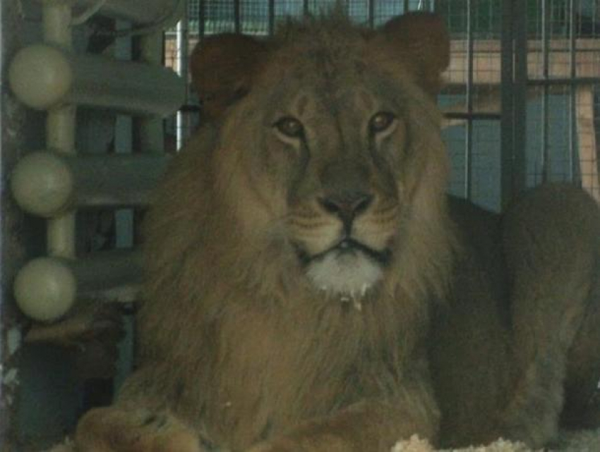 Коллекция Воронежского зоопарка пополнилась львом