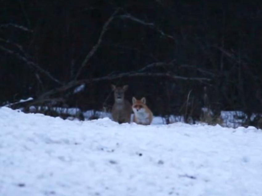 Удивительную дружбу косули и лисицы удалось снять на видео в Воронежском заповеднике