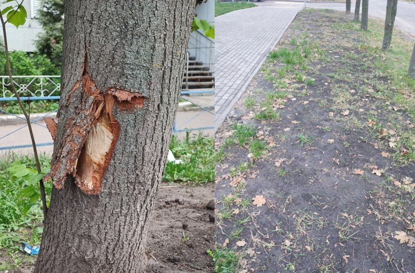 Как выглядит газон, ради которого уничтожали деревья на бульваре Победы