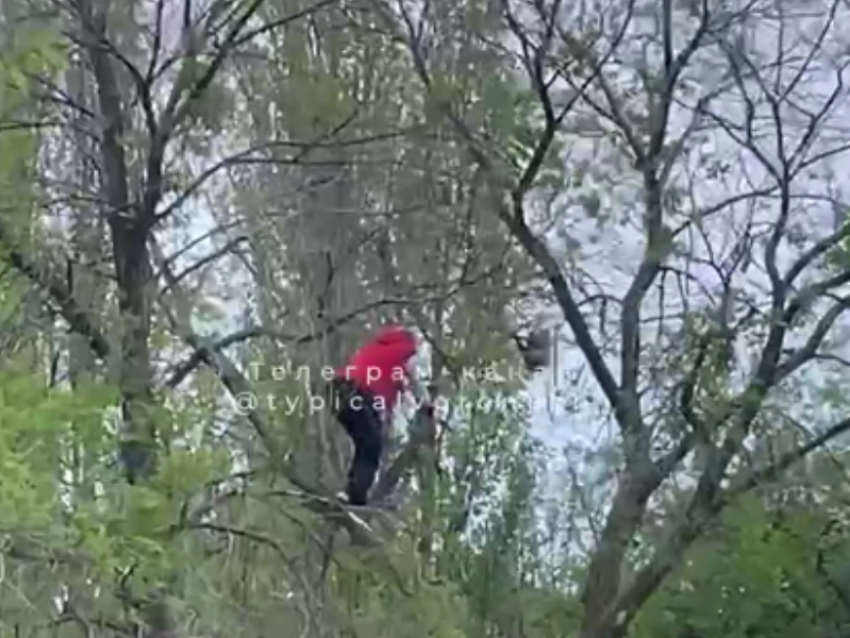 Кота стрясли с дерева в воронежском парке 