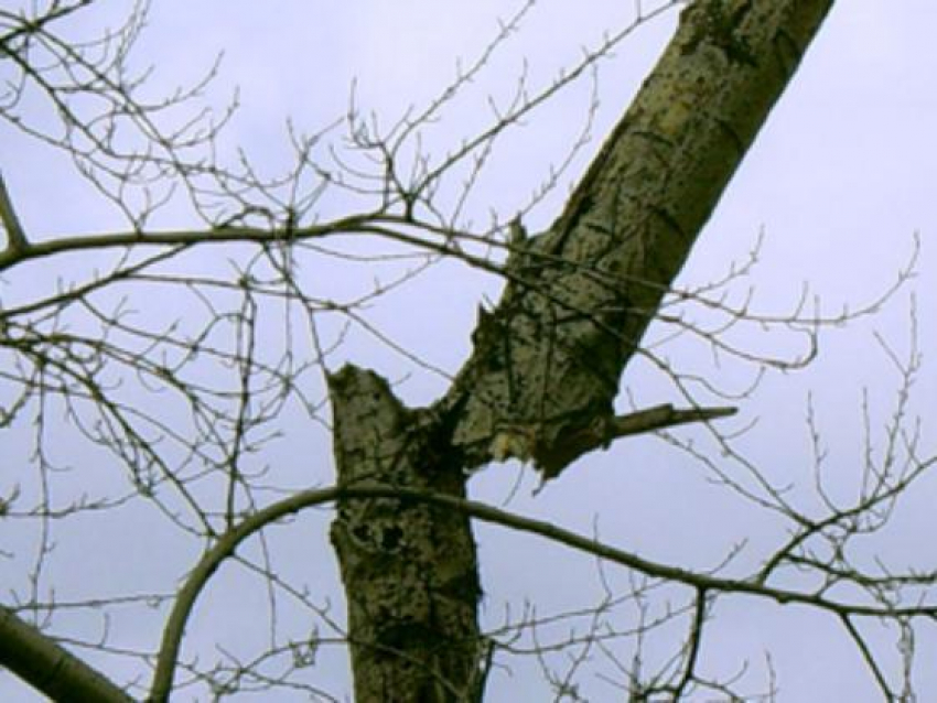Внезапно упавшее дерево убило 13-летнюю девочку под Воронежем 