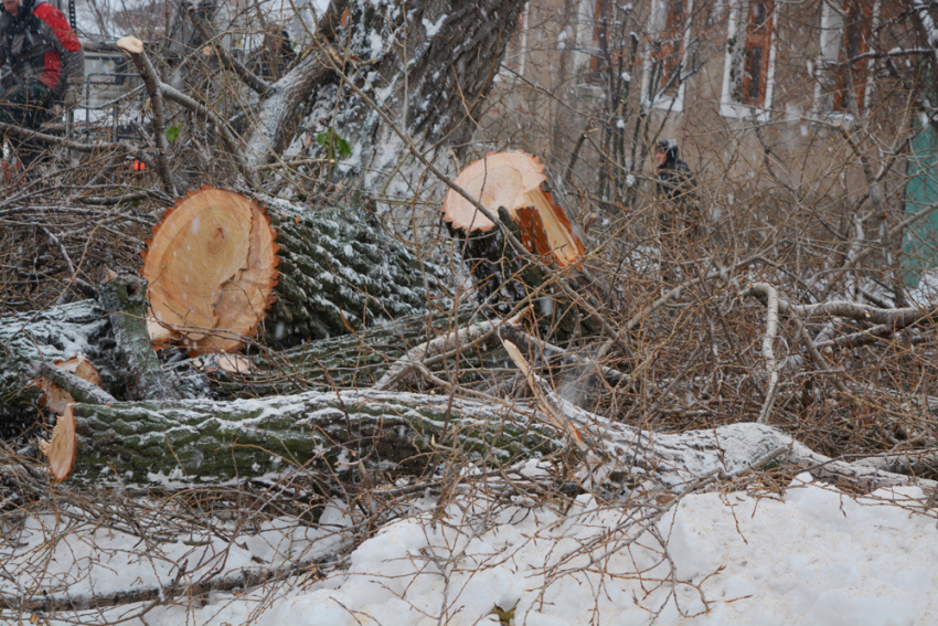 Воронежские власти рассказали, на каких улицах будут обрезать деревья