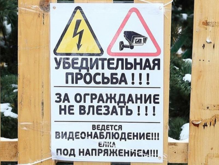 Жесткий способ отгонять людей от елки нашли в Воронеже