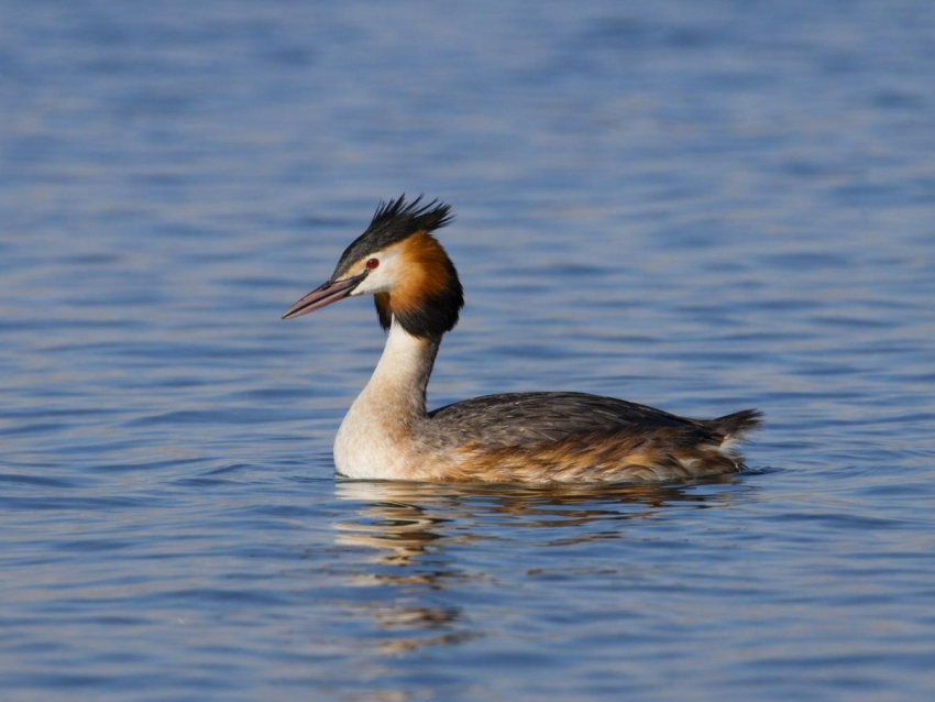 В Воронежском заповеднике показали птицу года 2026