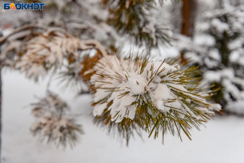 Пасмурную и теплую погоду покажет воронежцам начало весны 2026 года