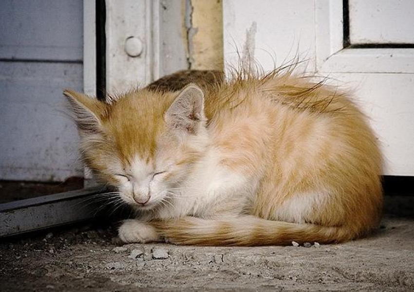В Воронеже бездомные собаки и кошки будут искать хозяев 