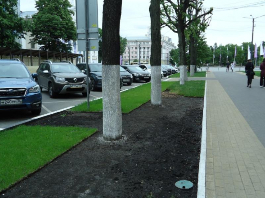 В Воронеже опять потратят деньги на перестилание газона у правительства и его вип-гостиницы 