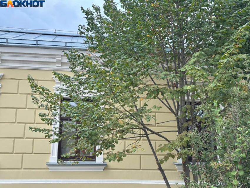 Возможное снижение скорости проводного интернета в Воронеже прокомментировали Минцифры 