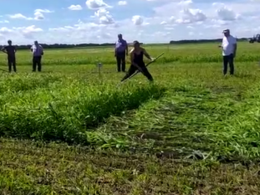 Ловкость скоростного косаря показали на видео в Воронежской области 