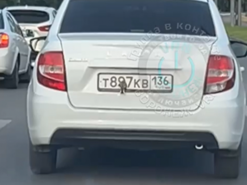 Самый мелкий «зацепер» удивил воронежских автомобилистов 