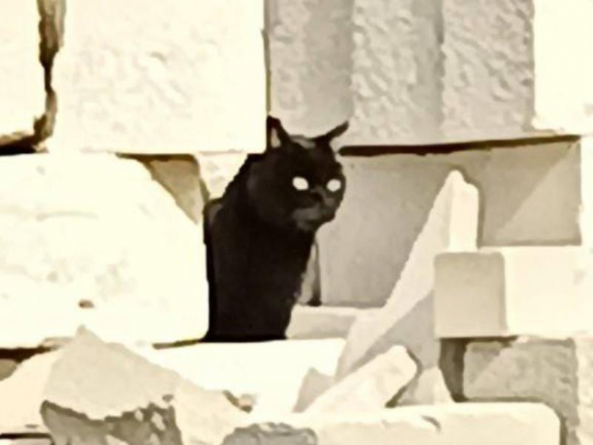 Огуречный кот-маньяк орудует в Воронежской области 