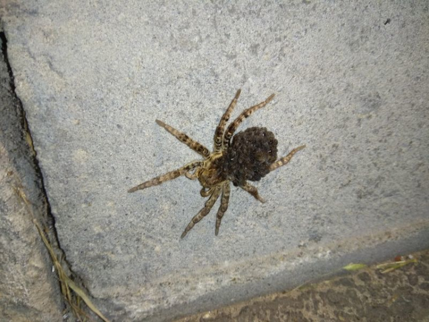 Жирные тарантулы атаковали жилой комплекс под Воронежем