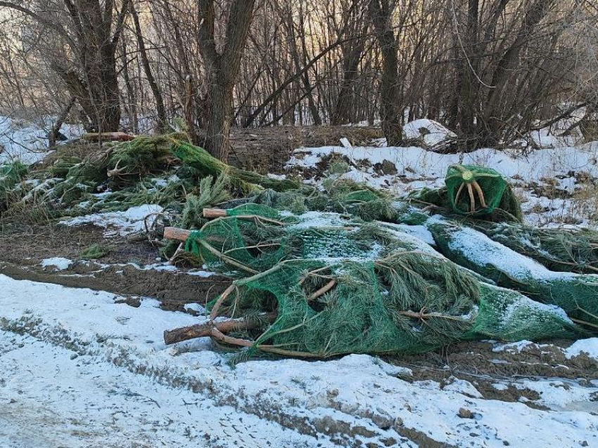 Кладбище новогодних елок показали в Воронеже 