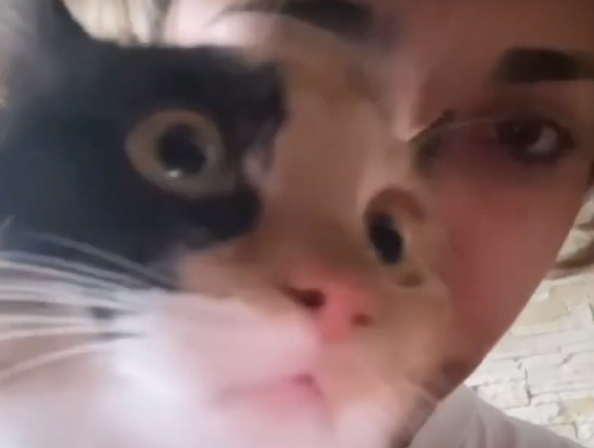 Умилительный ролик с мурчащей кошкой показала звезда YouTube Чеснокова 