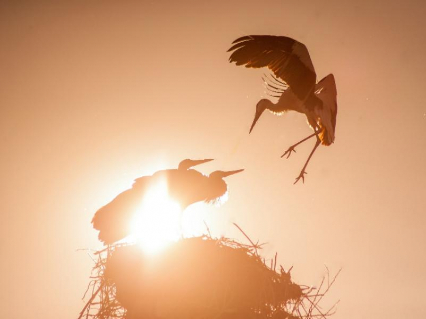 Воронежский фотограф заснял полет местных аистов и рассказал об их потомстве