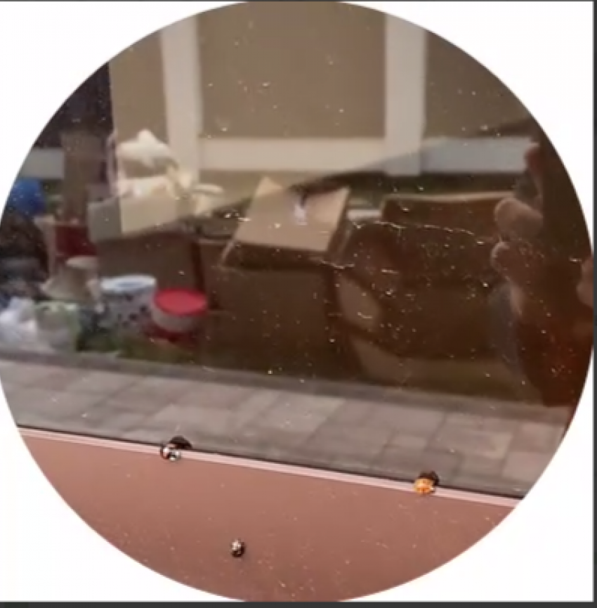 Октябрьское нашествие божьих коровок случилось в Воронежской области