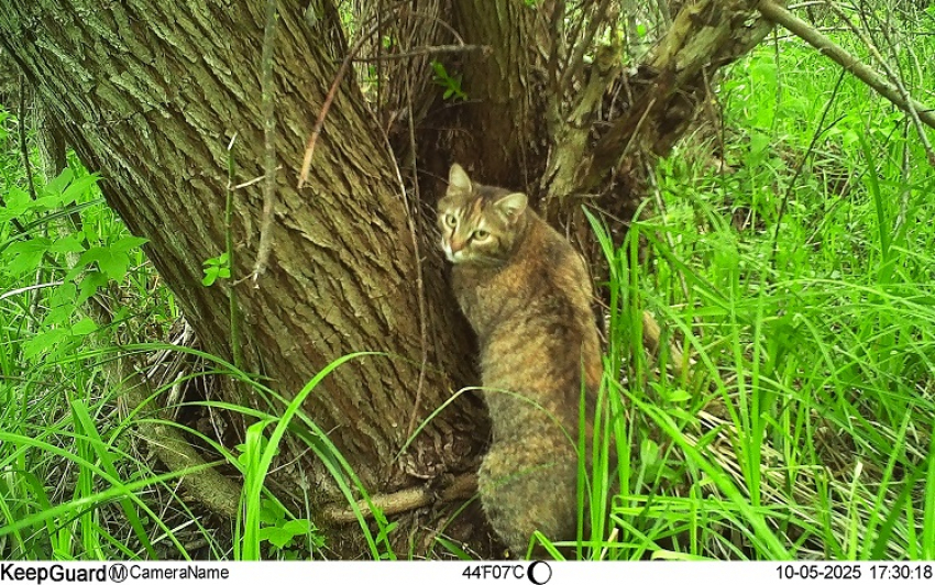 Чьи усики забрались в птичьи гнезда в Воронежской области