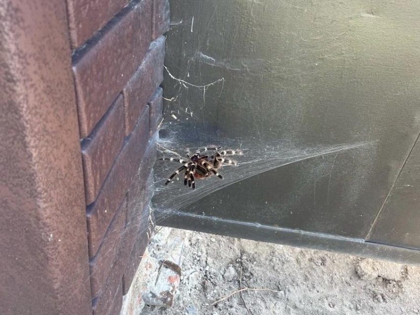 В Тамбове жители Майского жалуются на нашествие тарантулов на своих участках