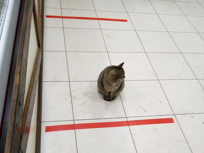Ответственного кота к борьбе с коронавирусом запечатлели в магазине Воронежа