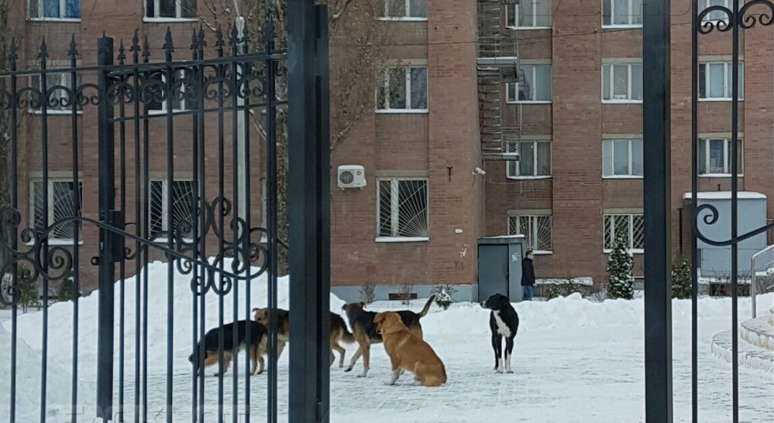 Стаю бродячих собак, нападающих на студентов ВГУ, расстреливают на глазах у воронежцев