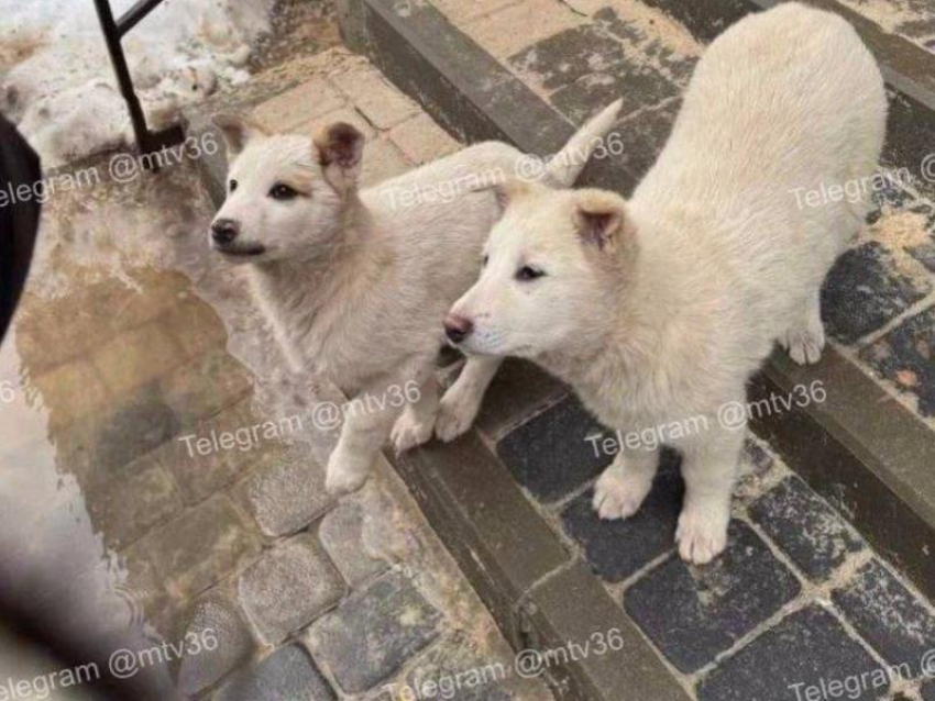 Жительницы ЖК разогнали щенков в Воронеже