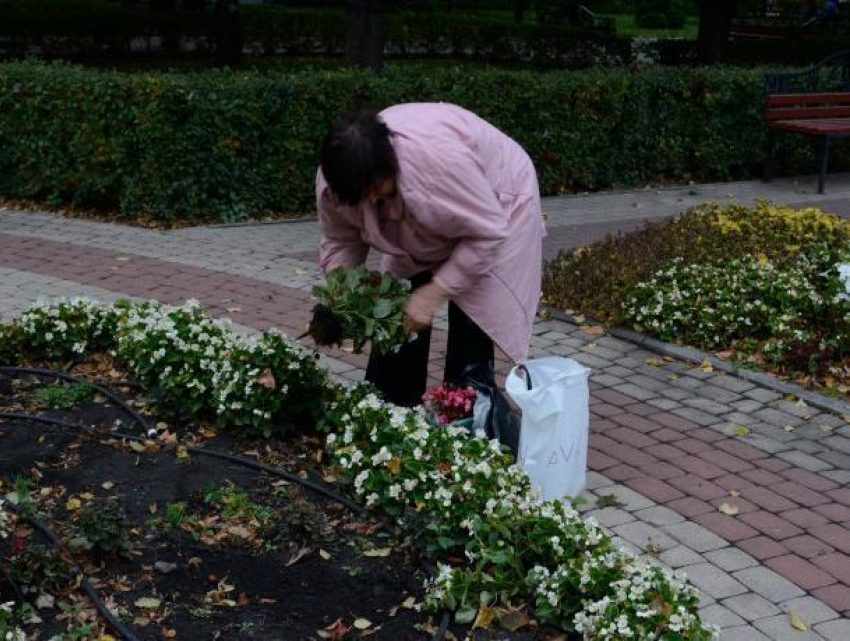 Воронежцев возмутила кража цветов с клумб в Кольцовском сквере
