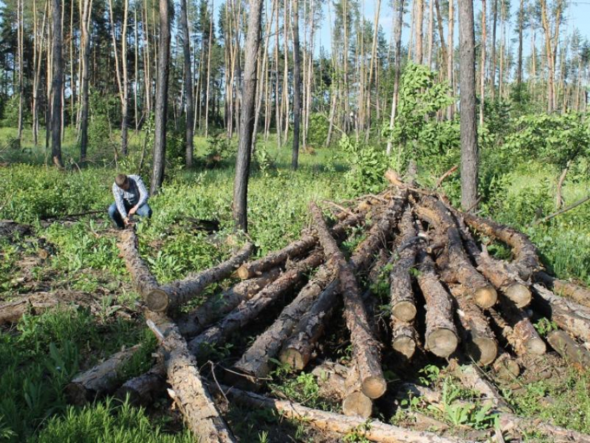 Чиновникам наглядно показали страшную судьбу лесов под Воронежем