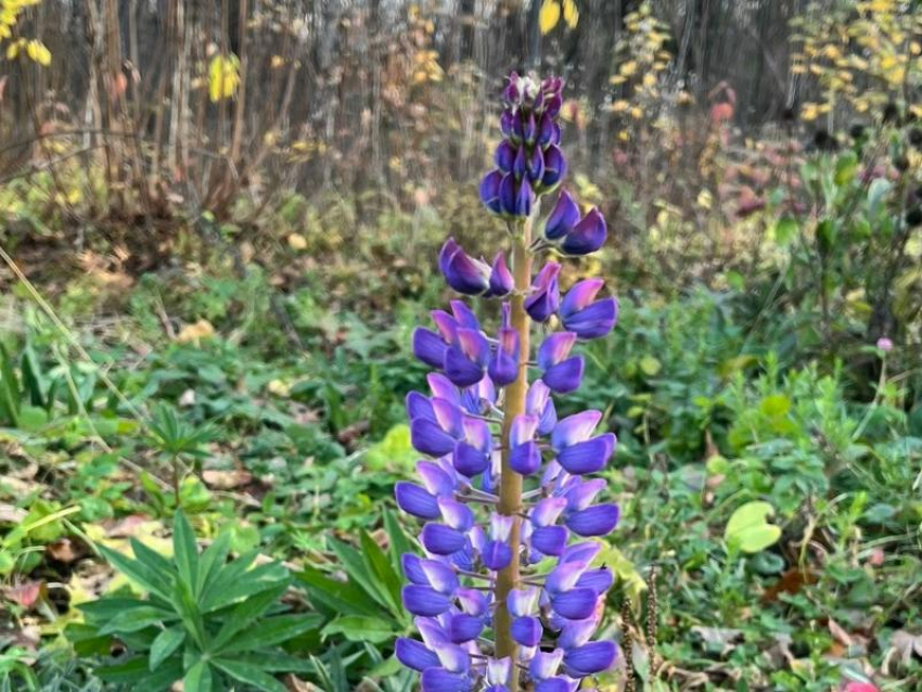 Ноябрьские люпины поражают жителей Воронежа