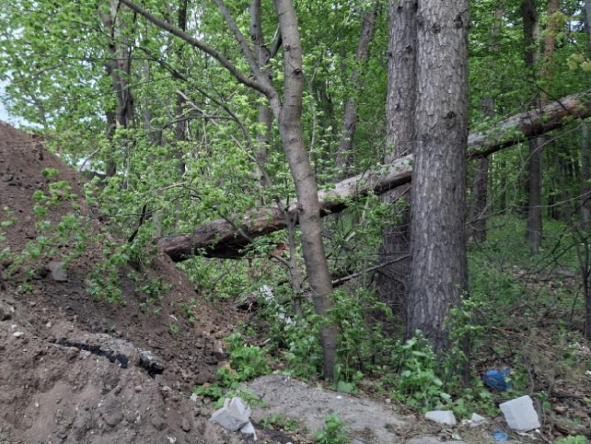 Рабочие повредили деревья в «Воронежской нагорной дубраве"