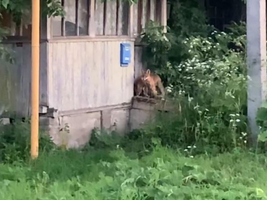 Лисья банда поселилась в заброшке под Воронежем