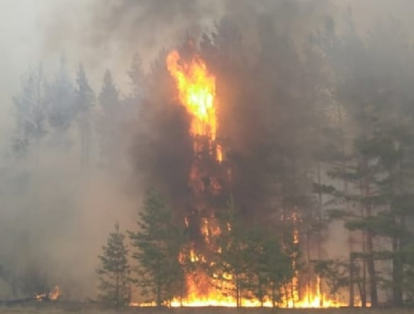 Языки пламени и дымовая завеса: мощный пожар уничтожил часть воронежского заповедника 