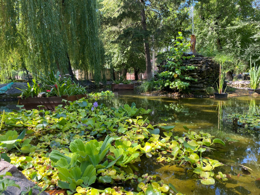 Эксперимент над водой устроили в Воронеже