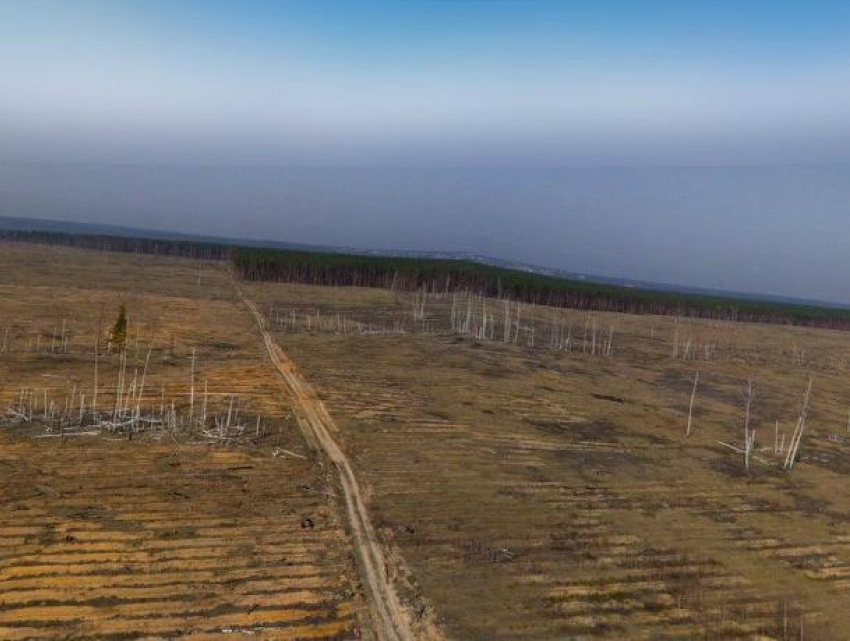 Воронежцы смогут принять участие в озеленении области