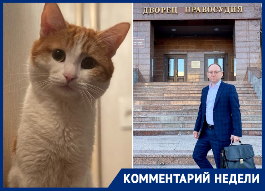 Душераздирающая история Твикса под юридической лупой: кто в ответе за смерть кота