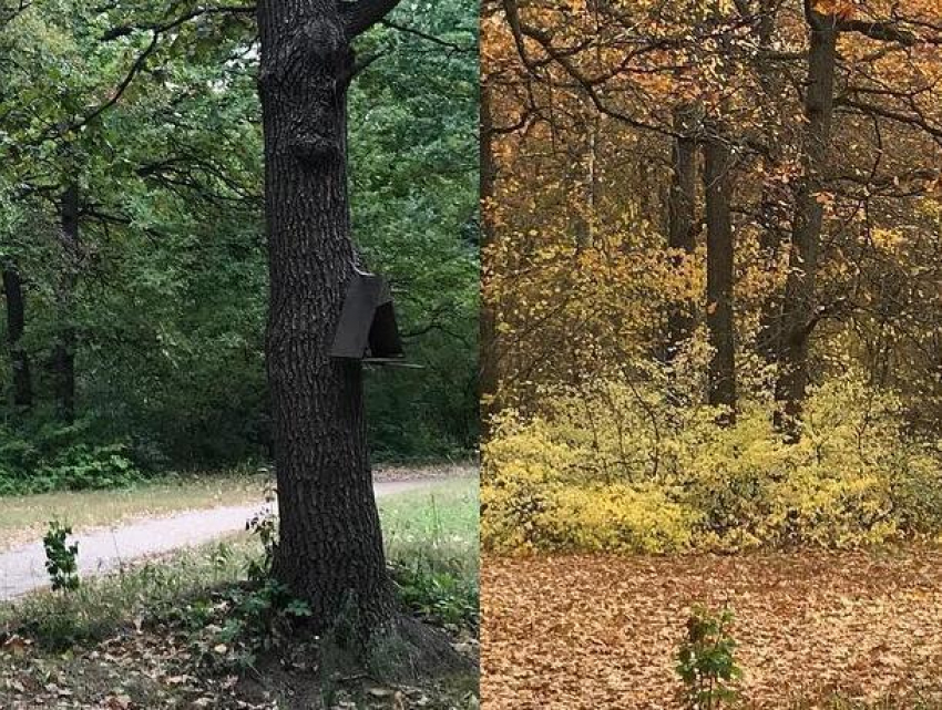 Скорость прихода осени поразила воронежцев на фото