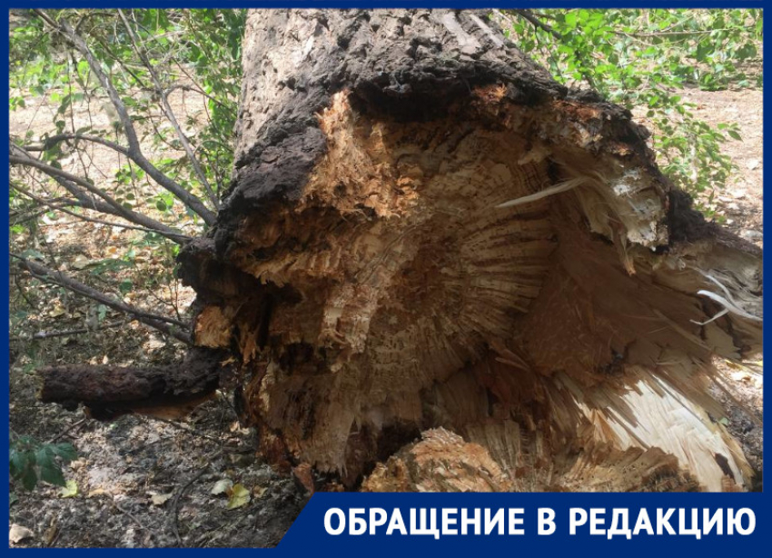 «Чудо, что все живы»: падение массивного дерева напугало жительницу Воронежа 