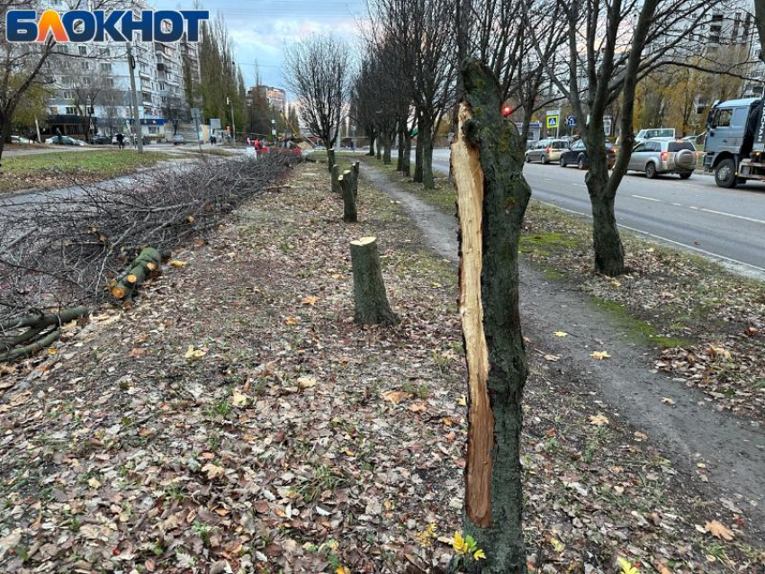 Общественники назвали вырубку воронежской рябиновой аллеи напрасной  