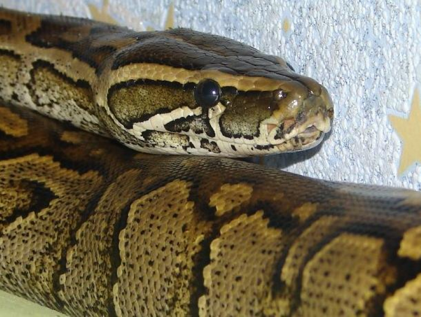 "Сбежавший» питон вернулся в воронежский караоке-бар спустя 2 недели