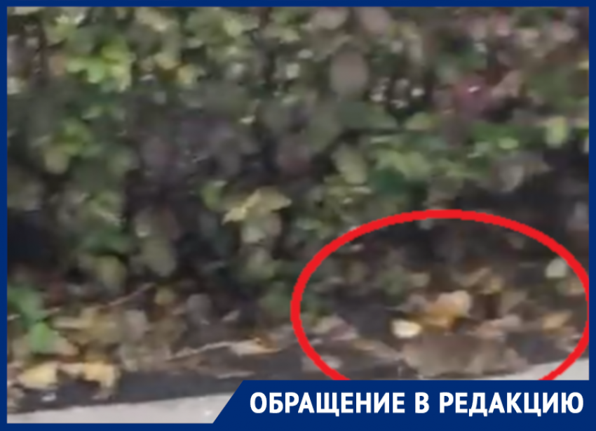 На рассадник грызунов в центре Воронежа пожаловались люди