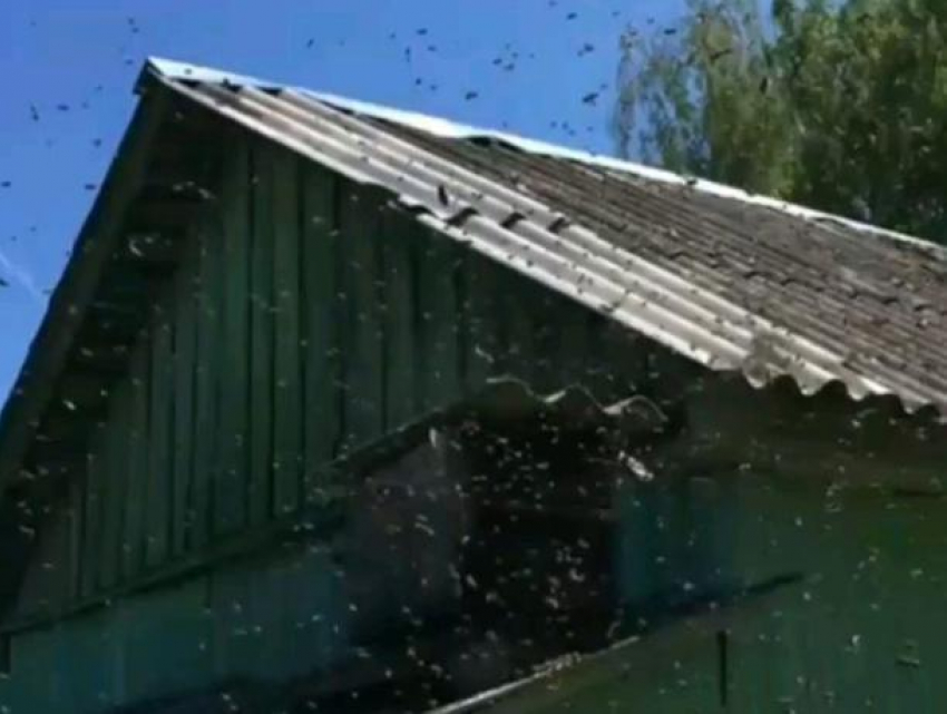Наводящий ужас рой пчел показал на видео воронежец