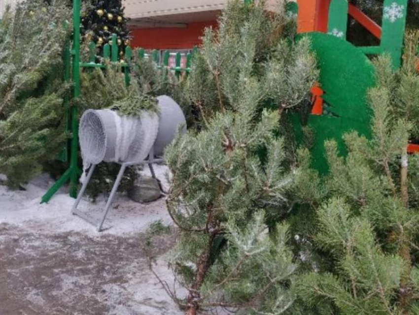 Стало известно, когда откроются легальные елочные базары в Воронеже
