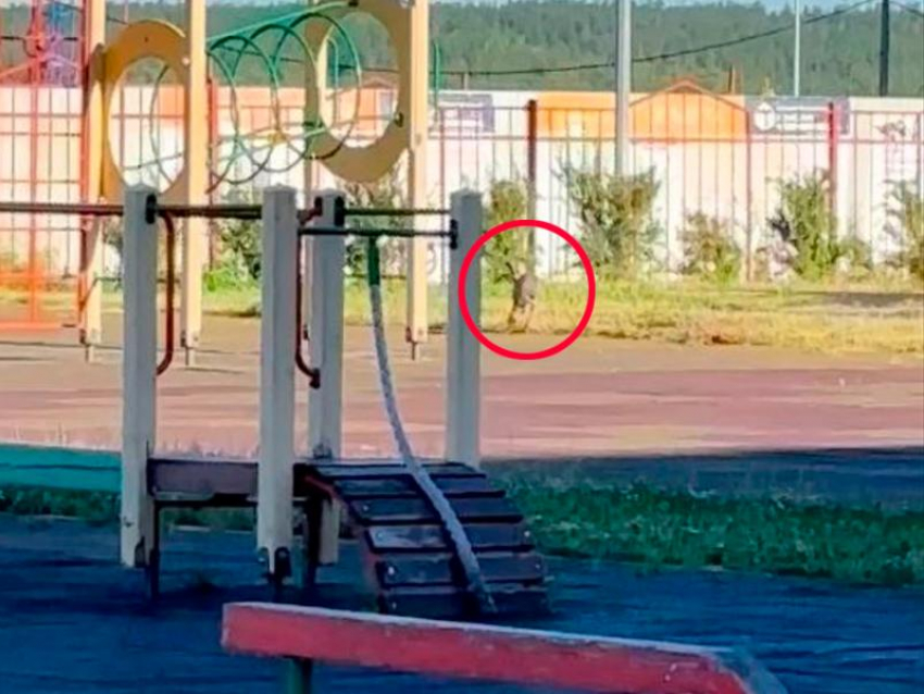 Заяц прибежал на на детскую площадку и попал на видео в воронежском Шилово